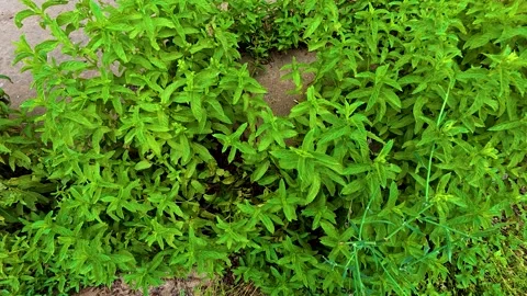 Fresh Green Mint Plants Growing in Garden Organic Spearmint Herb Foliage View Stock Footage 344773155