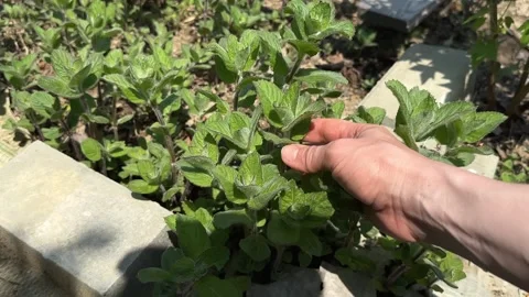 Fresh green mint sprigs closeup in male hands. Peeling mint, preparing for Stock Footage 244281836