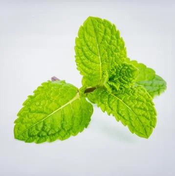 Fresh Green Mint Stem Isolated on White Background Representing Herbal Bota.. Stock Photos