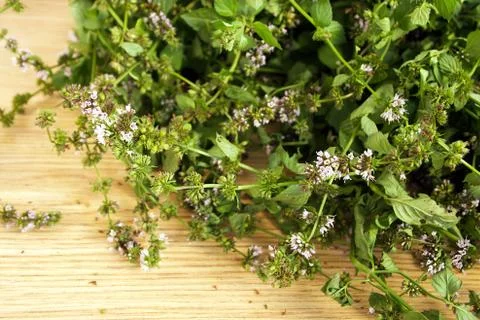 Fresh green mint on the table Stock Photos