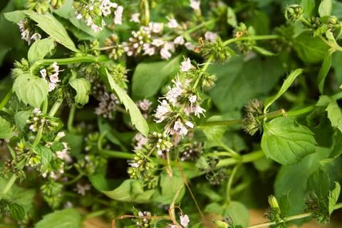 Fresh green mint on the table Stock Photos