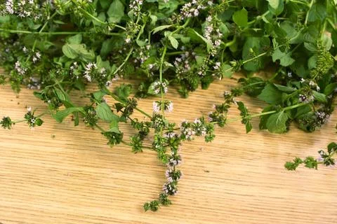 Fresh green mint on the table Stock Photos