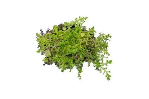 Fresh green moss patch on soil isolated on a white background Stock Photos