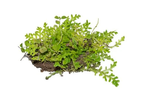 Fresh green moss patch on soil isolated on a white background Stock Photos
