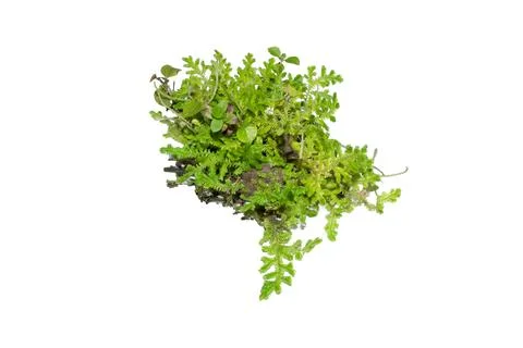 Fresh green moss patch on soil isolated on a white background Stock Photos