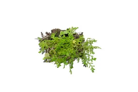 Fresh green moss patch on soil isolated on a white background Stock Photos