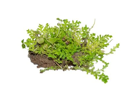 Fresh green moss patch on soil isolated on a white background Stock Photos