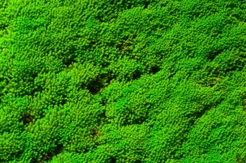 Fresh green moss Stock Photos