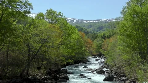 Fresh green mountain stream surrounded by greenery Stock Footage 145068248