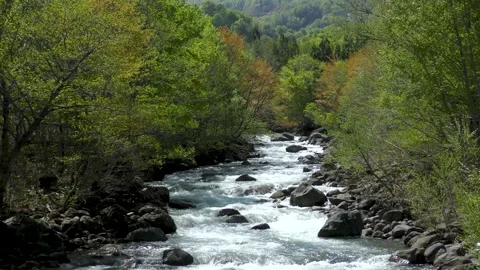 Fresh green mountain stream surrounded by greenery Video stock 145068254