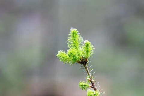 Fresh green needles of a pine tree in the spring light Stock Photos