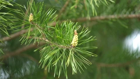 Fresh green needles sprouting at the end of branch, Growth and development Video stock 194481358