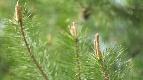 Fresh green needles sprouting at the end of branch, Growth and development Video stock 194481365