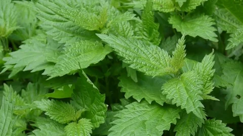 Fresh green nettle in spring wind breeze. Video footage static camera. Urtica Stock Footage 76698966
