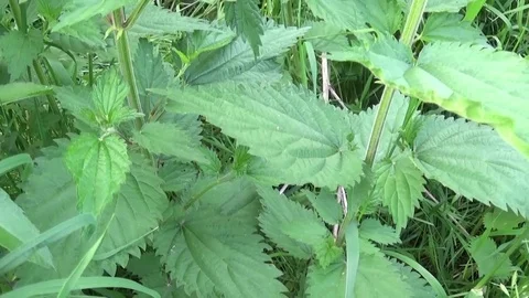 Fresh green nettle in spring wind breeze. Urtica dioica. Video footage panorama Stock Footage