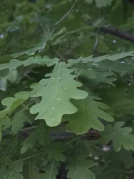 Fresh green oak leaf close up. Stock-Fotos