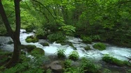 Fresh Green At Oirase Mountain Stream, Aomori Prefecture, Japan Stock Footage