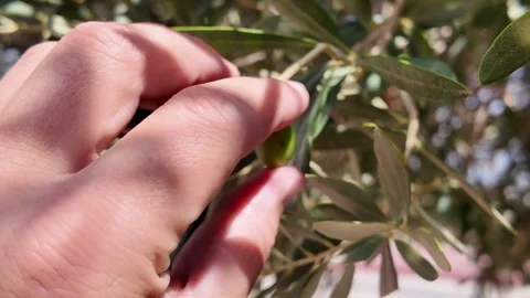 Fresh green olive picked from tree branch 스톡 동영상 317167871