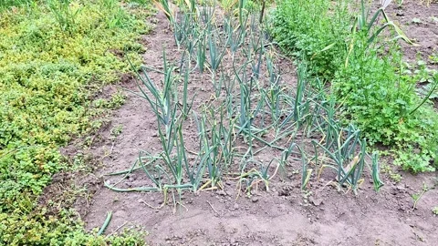 Fresh Green Onion Rows Growing in a Home Vegetable Garden Bed Stock Footage 338160747