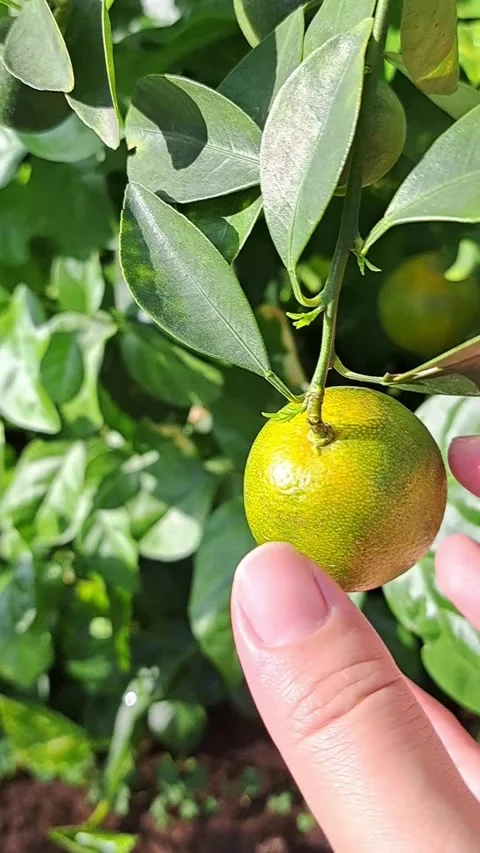 Fresh Green Orange Fruit on a Tree Stock Footage 331418627