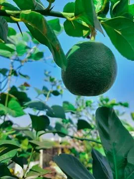 Fresh green orange fruit tree plant of Bangladesh, nature background Stock Photos