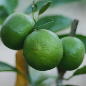 Fresh green oranges on tree. Stock-Fotos