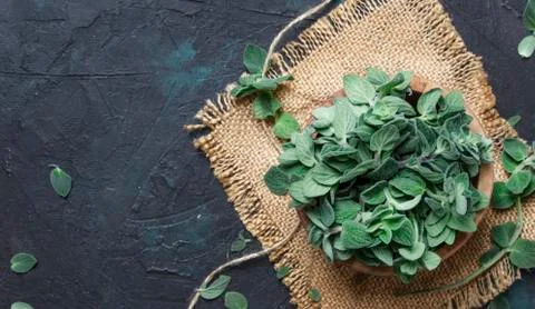 Fresh green oregano or Origanum vulgare in a beam, brown background, top view Stock Photos