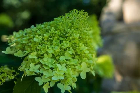 Fresh Green Panicle Hydrangea Bloom Close-Up in Summer Garden Photos