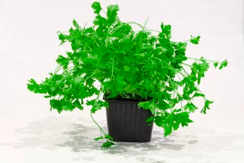 Fresh green parsley plant Stock Photos