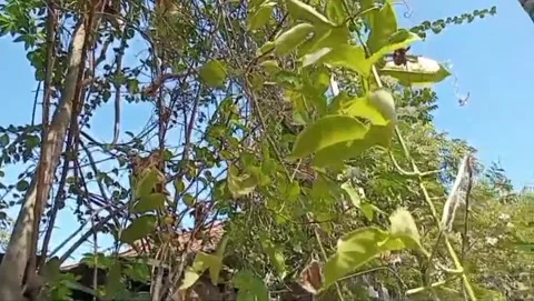 Fresh green passion fruit. Stock Footage 339203199