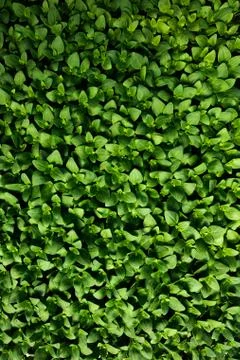 Fresh green pattern Stock Photos