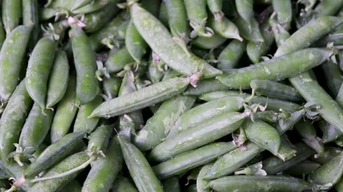 Fresh green pea pods in market display Stock Footage 338167341