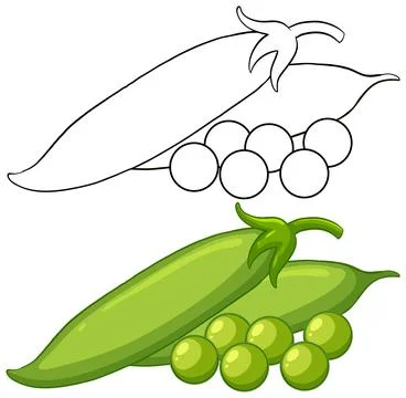 Fresh Green Pea Pods Vector Illustration with Line Art Version Stock Illustration