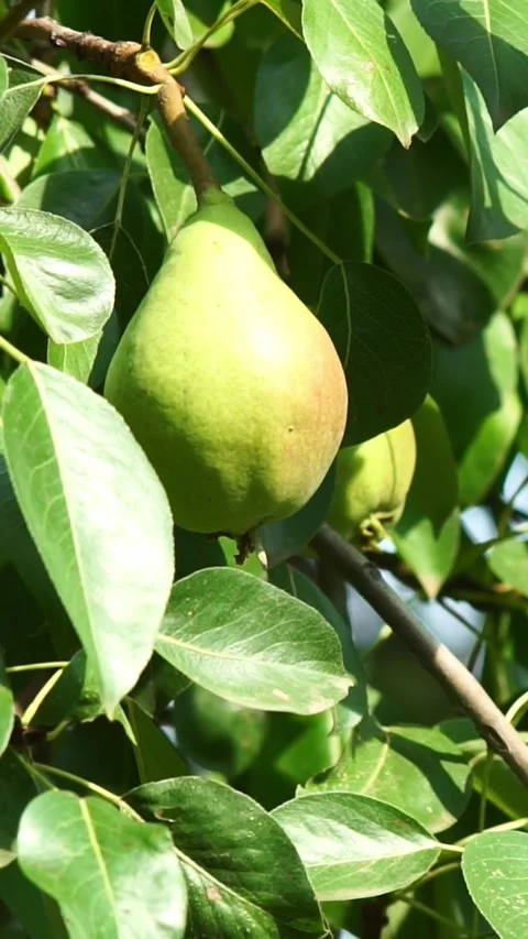 Fresh Green Pear Hanging on Tree Branch in Sunlit Orchard Stock Footage 346396800