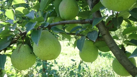 Fresh green pear on a tree Stock Footage 90120579