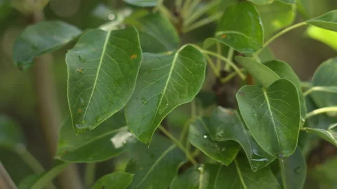 Fresh Green Pear Tree Leaves with Raindrops in a Sunny Orchard Garden Stock Footage 339631198