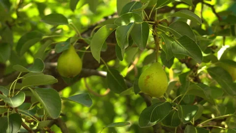 Fresh Green Pears Growing on a Fruit Tree Branch in a Sunny Summer Garden Stock Footage 339650247