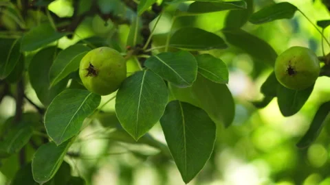 Fresh Green Pears Growing on a Tree Branch in a Sunny Orchard Garden 库存影片 337423839