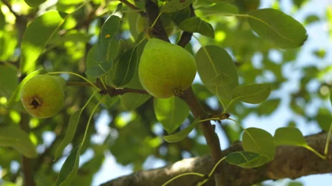 Fresh Green Pears Growing on a Tree Branch in a Sunny Orchard Garden Stock Footage 339650037