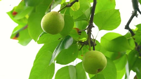 Fresh Green Pears Hanging From A Fruit Tree Branch In A Sunny Orchard Stock Footage 341955425