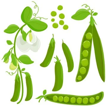 Fresh green peas collection. Vector illustration Stock Illustration