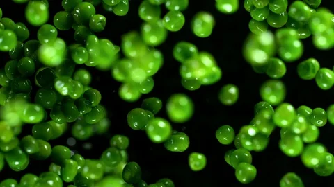 Fresh green peas exploding. Shot with high speed cinematic camera. Video stock 127703220