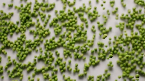 Fresh green peas exploding on white background. Stock Footage 271227867