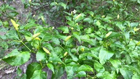 Fresh green pepper swaying gently in the breeze,  chili peppers, Stock Footage 288289002