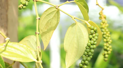 Fresh green peppers on tree Video stock 37821935
