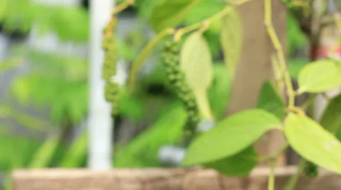 Fresh Green peppers on tree Video stock 37825080