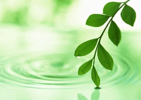 Fresh Green Stock Photos