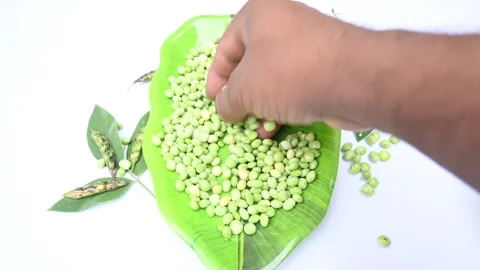 Fresh green pigeon pea. Stockbeeldmateriaal 257542873