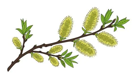 Fresh green pine branch with buds Stock Illustration