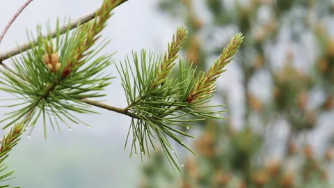 Fresh Green Pine Branch with Raindrops Hanging from Needles Stockbeeldmateriaal 335143972